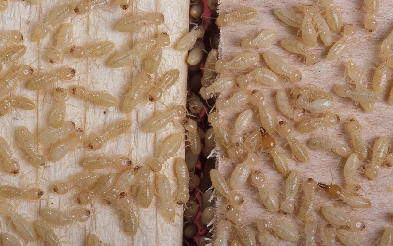 traitement du bois, termites et insectes xylophages